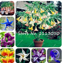 Hot New 100 pcs Rainbow Brugmansia Datura Bonsai, Dwarf Brugmansia Angel Trumpet - £5.70 GBP