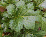 2- Potted Bear’s Breeches Acanthus mollis large dark green foliage 4ft f... - $20.39