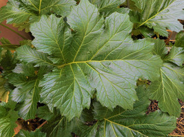 2- Potted Bear’s Breeches Acanthus mollis large dark green foliage 4ft f... - £16.33 GBP