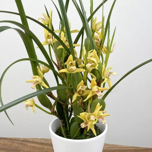 WWATER 15 Seeds Yellow Coconut Orchid Yamada House Plant Flowers USA Seller - $10.51