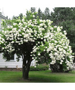 Japanese Snowball Shrub 6-12 Inch Tall Live Plant 3 Inch Pot Viburnum Pl... - $1,658.19 MXN