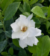 1 Pc Bareroot Frost Proof Gardenia Plant, White Gardenia Flower 5&quot; Tall - RK - £18.06 GBP