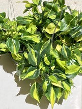 Philodendron Brasil plant cuttings, 1-2 nodes plant cuttings (x2), Live ... - $133.80 MXN