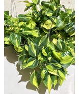 Philodendron Brasil plant cuttings, 1-2 nodes plant cuttings (x2), Live ... - $132.32 MXN