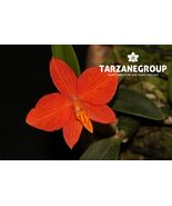 SOPHRONITIS PYGMAEA SMALL ORCHID MOUNTED - $53.00