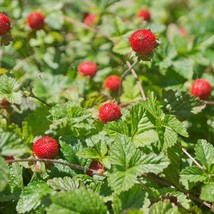 Indian Strawberry Duchesnea Seeds - Select 15/60/300, Ideal for Home Gardens, En - £5.19 GBP