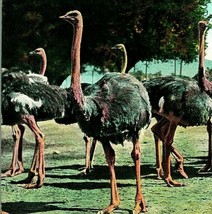 Pasadena California CA Cawson Ostrich Farm Ostriches UNP 1910s Postcard Rieder - $3.91