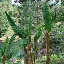 Darjeeling Banana Seeds Musa Sikkimensis Packet Of 2 Seeds USA SELLER Fast Shipp - £14.18 GBP