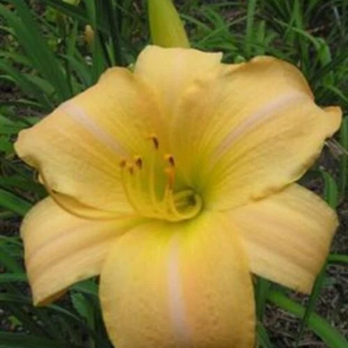 Item image 1 image 1