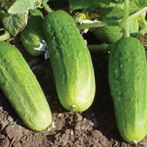 GIB 25 Seeds Easy To Grow Pioneer Cucumber Hybrid Vegetable Pickling - $9.00