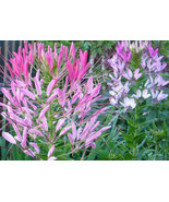 Cleome Pink Spider &quot;&quot;Cats Whiskers&quot;&quot; Flower Seeds Heirloom Op  - €6,81 EUR
