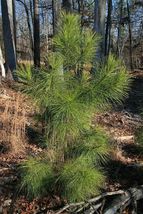 Pinus Taeda Loblolly Pine Tree Seeds #GRG03 - £14.37 GBP