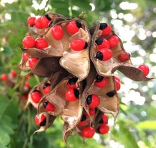 RED BEADS TREE rare JEWELRY pea bead ornamental florida vine plant seed 25 seeds - £7.98 GBP