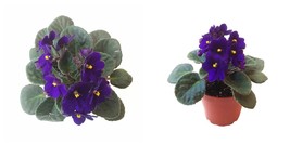 4” African Violet with Blue Flowers, Saintpaulia ionantha - $44.99
