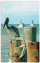 Florida Postcard Pelican On Dock Boats - £2.32 GBP