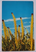 Postcard SQUAW CABBAGE Plant of the Mojave Desert Highlands Boron Valley... - £3.81 GBP