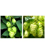 20 Seeds of the Cascading Hops Vine Garden