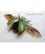 Leaf Scarab Chrysina Plusiotis Alphabarrerai Beetle Framed Entomology Sh... - $1,328.24 MXN