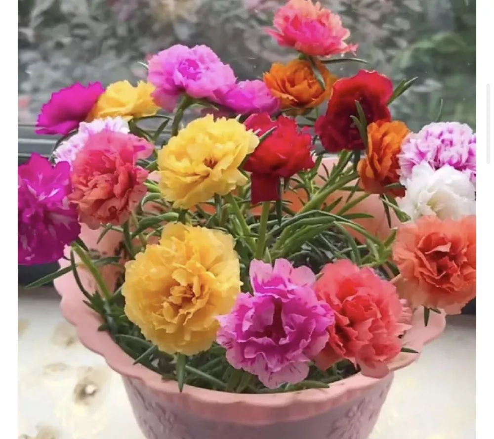 1000+ SEEDS MIXED MOSS ROSE Vietnam Rose Portulaca Grandiflora! - £4.44 GBP