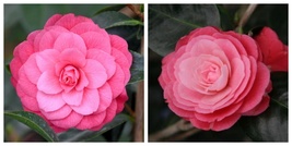 April Kiss, Camellia Japonica, Live Rooted Starter Plant - $68.43 CAD