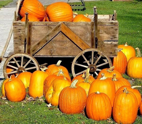 10 Large Jack O Lantern Pumpkin Seeds  - $4.61
