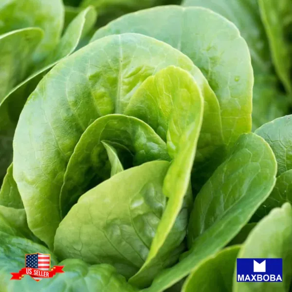 500+ Romaine Little Gem Lettuce Seeds Non Gmo Heirloom Fresh Garden - £5.33 GBP