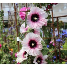 20 Hollyhock Seeds Halo Blosom Hollyhocks Non Gmo Perennial Seeds 2 - £6.38 GBP