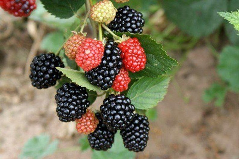 Triple Crown Blackberry Bush Organic (Live Plant, 2-3 feet Tall, Bare Root) - $34.99