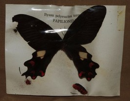 VINTAGE BUTTERFLY SPECIMEN BYASA POLYEUCTES TERMESSUS PAPILIONIDAE B3 - $5.53