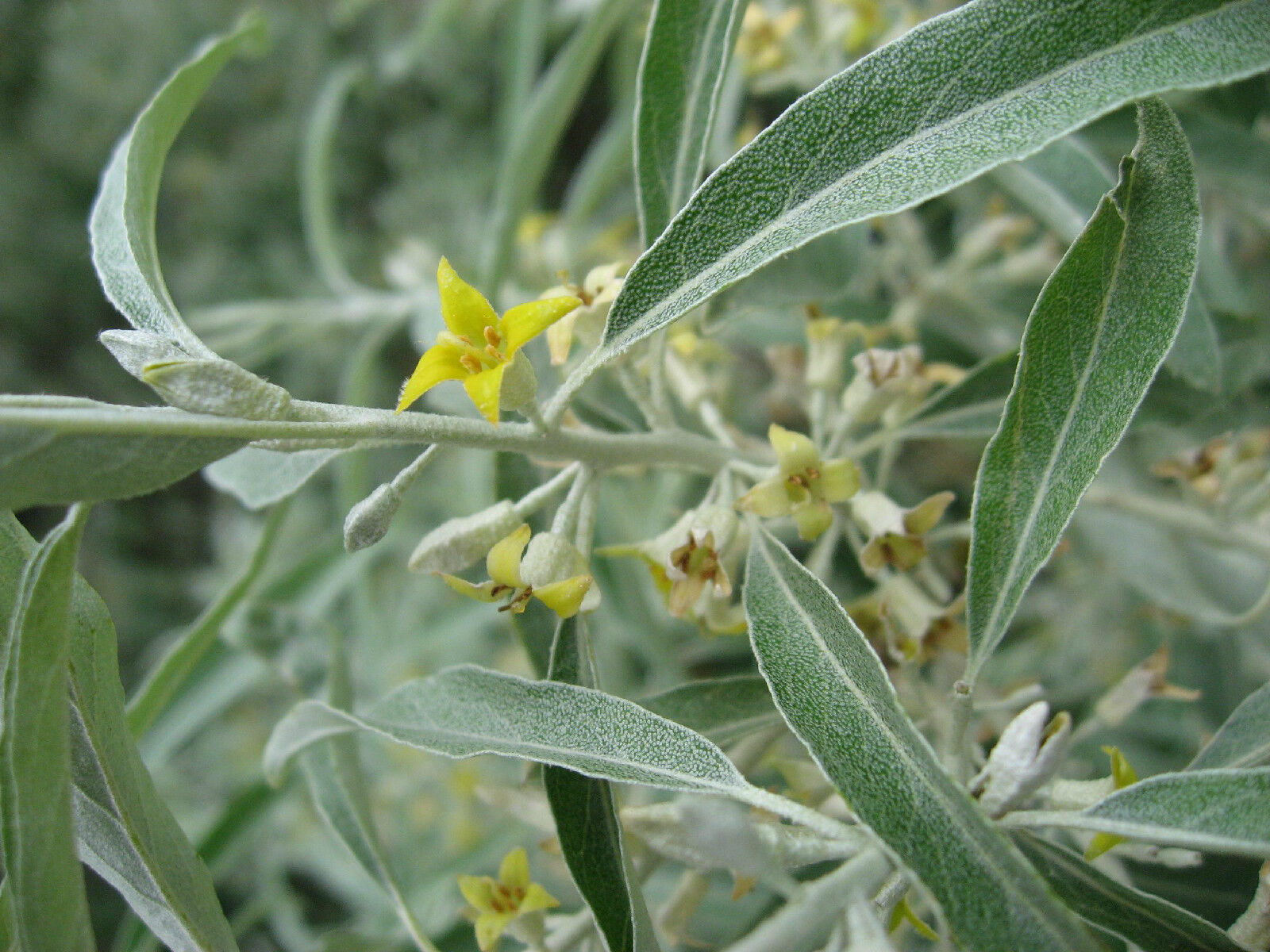 25 Seeds Russian Olive Silver Berry Shrub Fresh Gardening - $11.84
