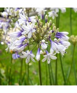FMG Agapanthus Fireworks 2 Seeds Potted Plants In Grower&#39;S Pots Planting... - $54.51