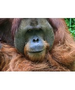 A Soul Seaching Orangutan - 8x10 Unframed Photograph - $24.21 CAD