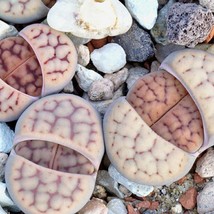 Lithops Schwantesii v.christinae - 10 Exotic Seeds, Cultivate Your Miniature Des - £7.64 GBP
