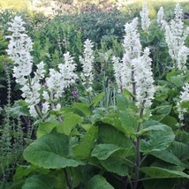 Clary Sage White Swan Salvia Birds Butterflies Pollinators 200 Seeds From US - £7.85 GBP