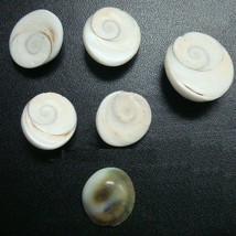6 Lrg Spiral Sea Shell charms NOT drilled cabochon Beach Cottage Nautical NSS005 - £1.27 GBP