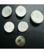 6 Lrg Spiral Sea Shell charms NOT drilled cabochon Beach Cottage Nautica... - £1.27 GBP