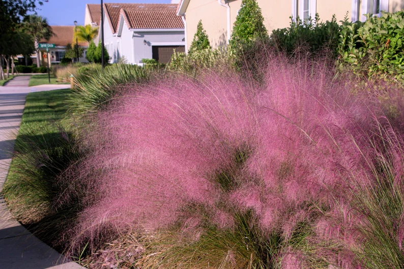 40 Seeds PINK MUHLY GRASS Cotton Candy Grass Muhlenbergia Capillaris Native  - £8.08 GBP