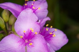 TH 30 Purple Tradescantia Spiderwort Flower Seeds / Perennial - £11.33 GBP