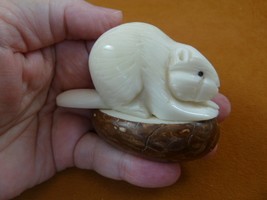 (tne-beav-653a) albino white Beaver river TAGUA NUT nuts figurine beavers - $36.45