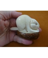 (tne-beav-653a) albino white Beaver river TAGUA NUT nuts figurine beavers - $680.10 MXN