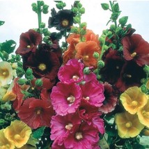 JR 50 Tall Hollyhock Seeds Happy Lights Mix - Single Flowered Alcea ficifolia - £7.07 GBP
