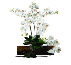 31.5 in. H Cream Phalaenopsis Stem - Set of 12 - £127.83 GBP