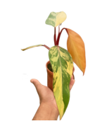 Philodendron &#39;Strawberry Shake&#39;-4&quot; Pot - $2,821.57 MXN