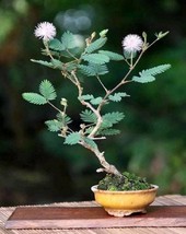 Mimosa Bonsai, Sensitive Plant, Pink Bonsai, Rare Mimosa Pudica 10 seeds - £5.75 GBP