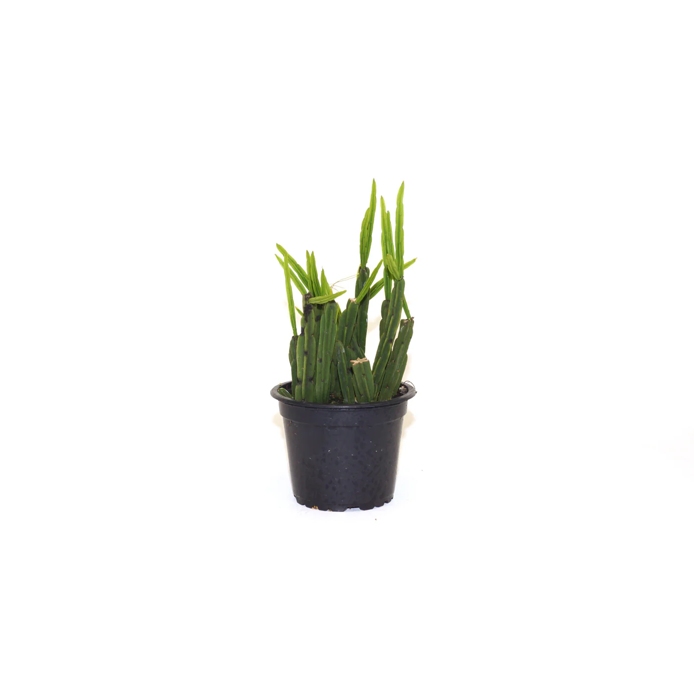 TISSS Rhipsalis Pentaptera 3.5 until 4 Inch Pot USA Seller - £44.83 GBP