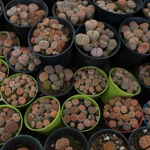 Exotic Lithops Hookeri f.vermiciulate Seeds - 10 Count, Collector&#39;s Living Stone - £7.59 GBP