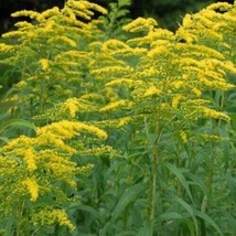 Solidago- Goldenrod- 1000 Pure Seeds - £4.78 GBP