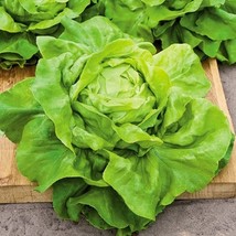 Non-GMO Buttercrunch Lettuce - 500 Seeds - $7.99