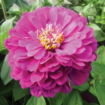 THJAR Purple Zinnia Seeds 100+ Purple Prince Flower Zinnia Elegans - $3.38