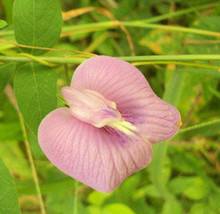 FREE SHIPPING Clitoria ternatea Single Pink Butterfly Pea 10 Seeds - £14.38 GBP